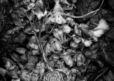 A sycamore seed rests on detrius after a rain.