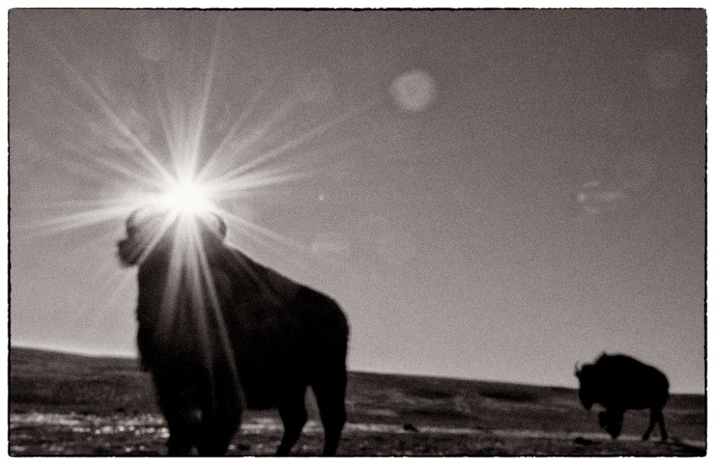 Bison Remnants
