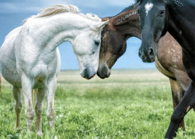 Wild Mustangs: Head Press