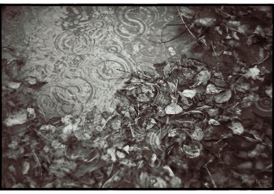 A light rain creates circles in a feeder creek. Silver fallen leaves fill the edges.