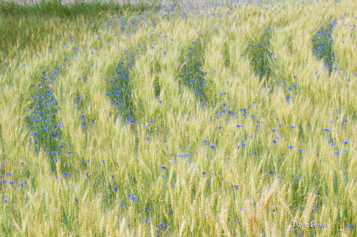 Wheat Rows and Bachelor Buttons
