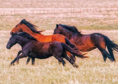 Wild Mustangs