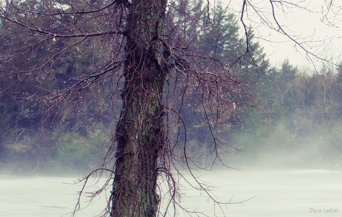 bare tree lined with frost