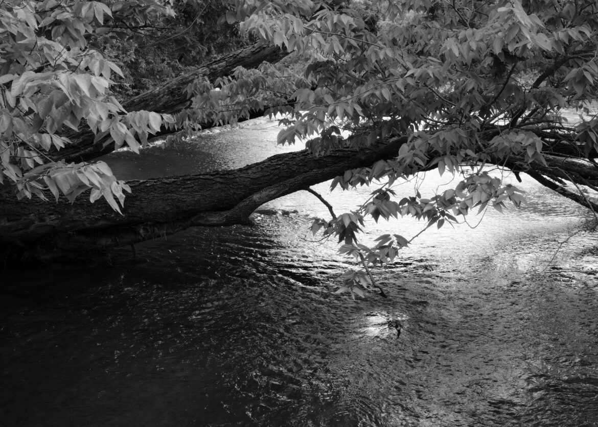 limb and leaves over a Flint Hills stream