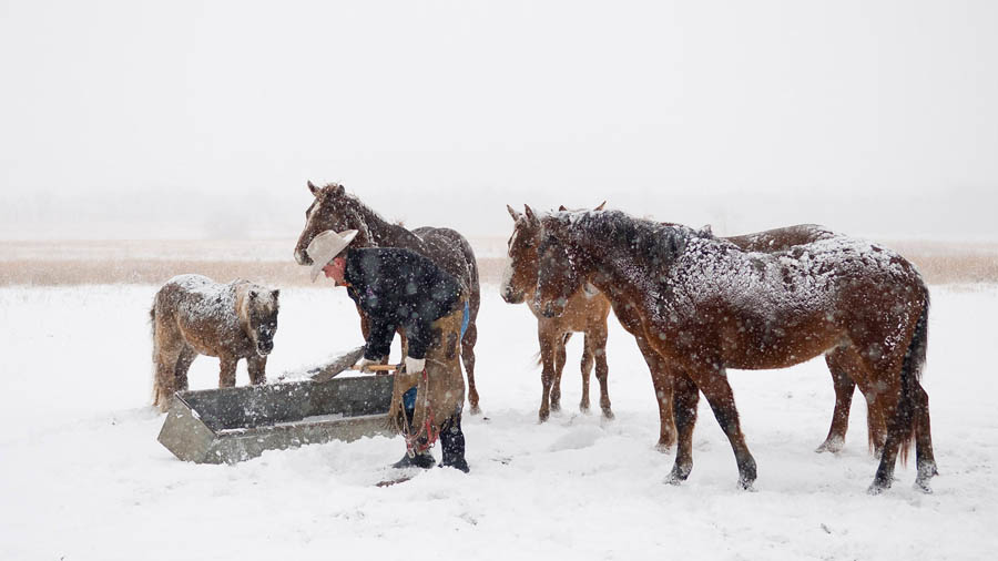 Rancher feeding horses in the snow