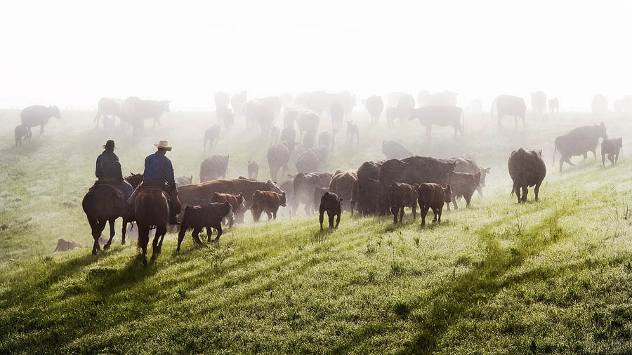 Cowboys on horseback during a cattle drive in morning fog