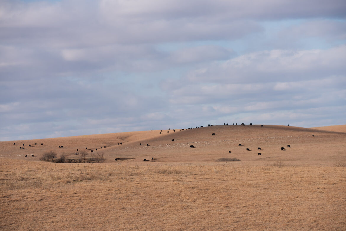 Dozens of black cattle atop a distant hilltop