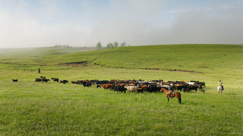 Cowboys move the herd toward the Bazaar cattle pens as fog lifts.