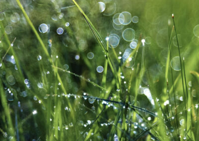 Prairie Grass and Rain Drops