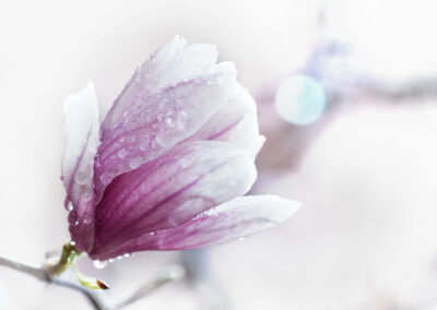 Rain drops on Magnolia