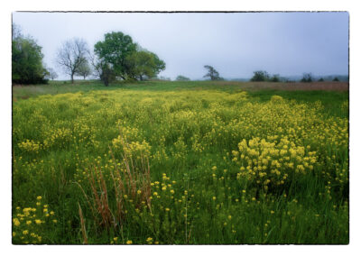 Yellow Rocket wildflowers