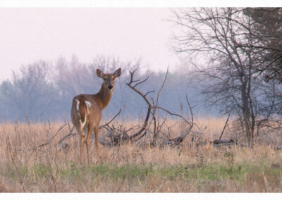 White tailed deer