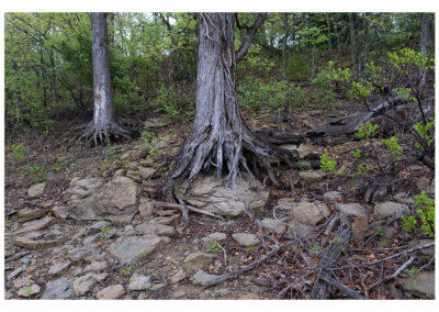 Tree trunks and roots on rocky shoreline