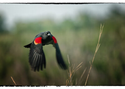 Red-winged blackbird in flight
