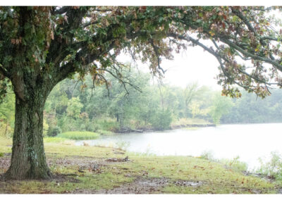 Tree at Lakes Edge on Rainy Day