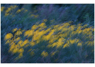 Blackeye susans in the wind