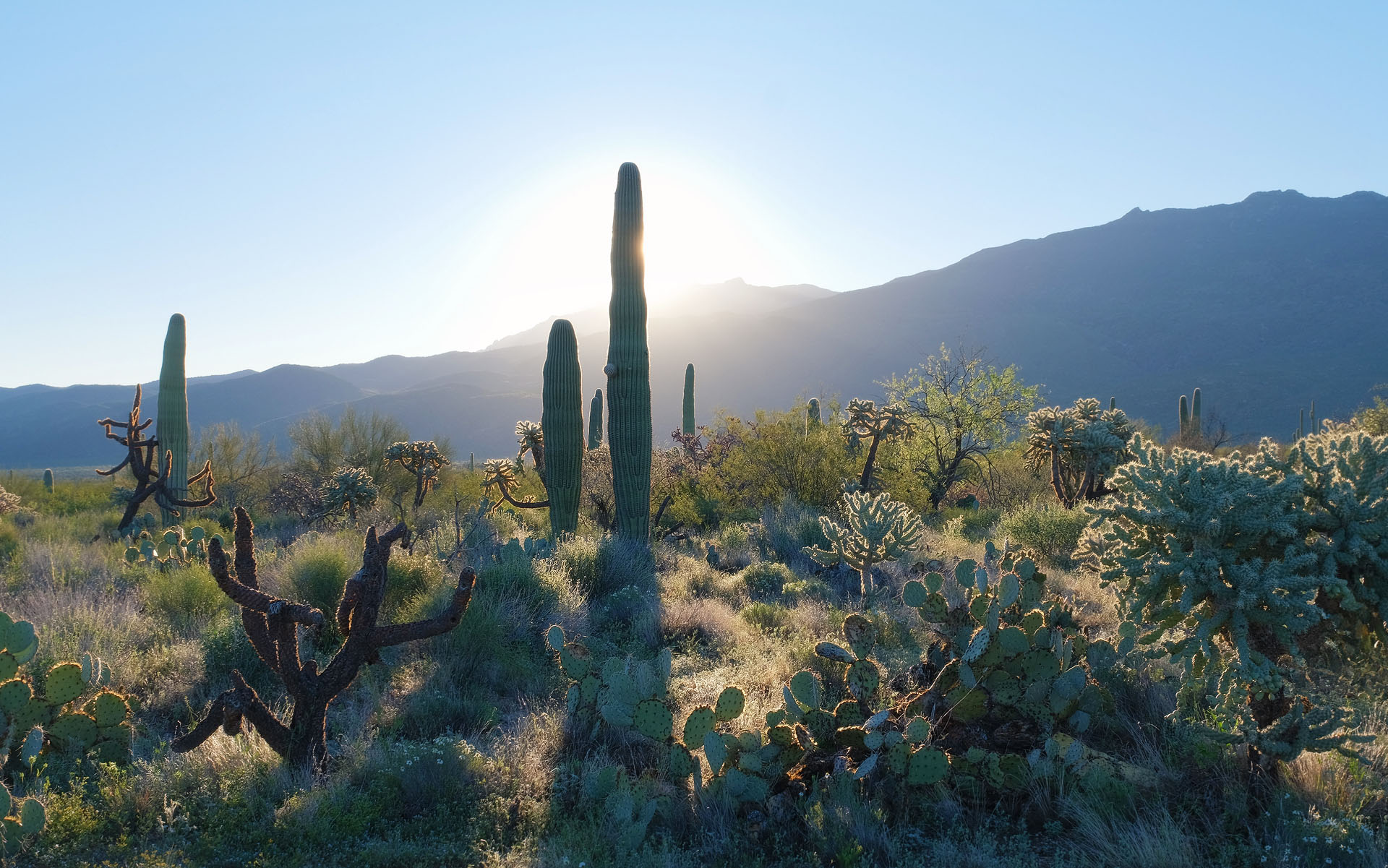 Sonoran Desert DSCF4552_med Stands of saguaro cactus, backlit by rising sun.