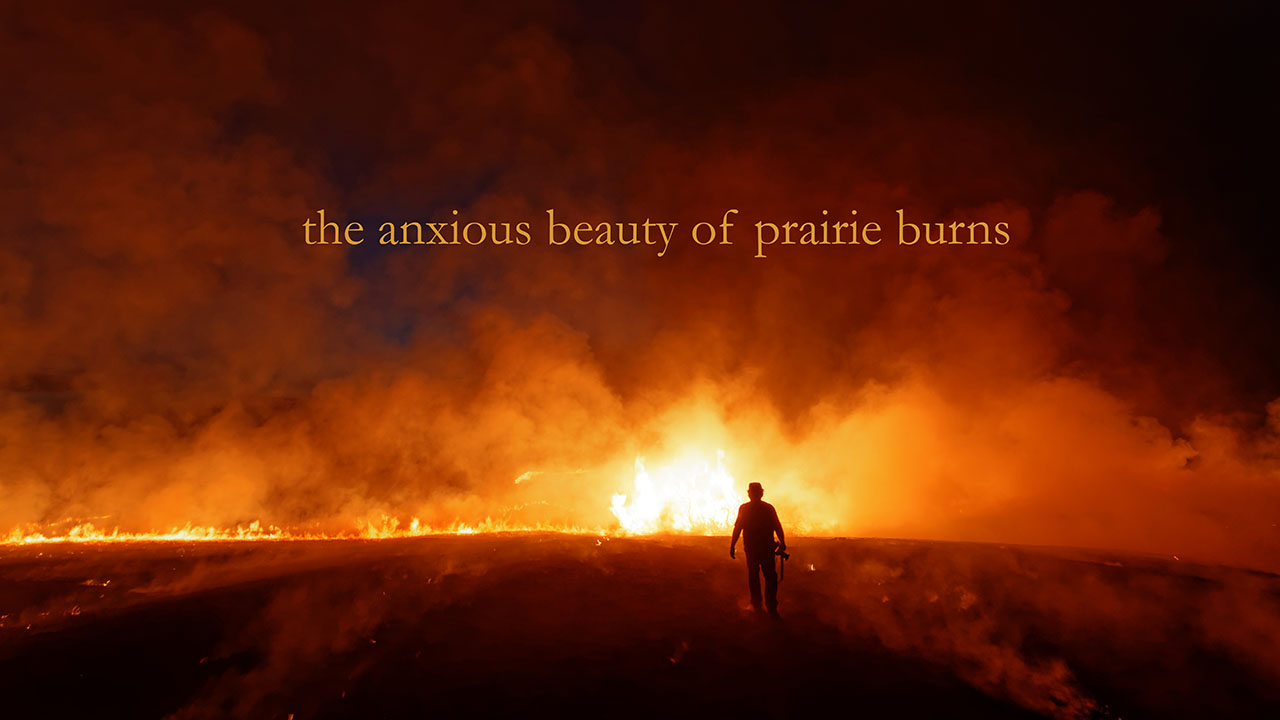 The Anxious Beauty of Prairie Burns - man walking toward a grass fire